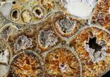 Rare Argonauticeras Ammonite (Pair) - Amber Colored Crystals #23356-3